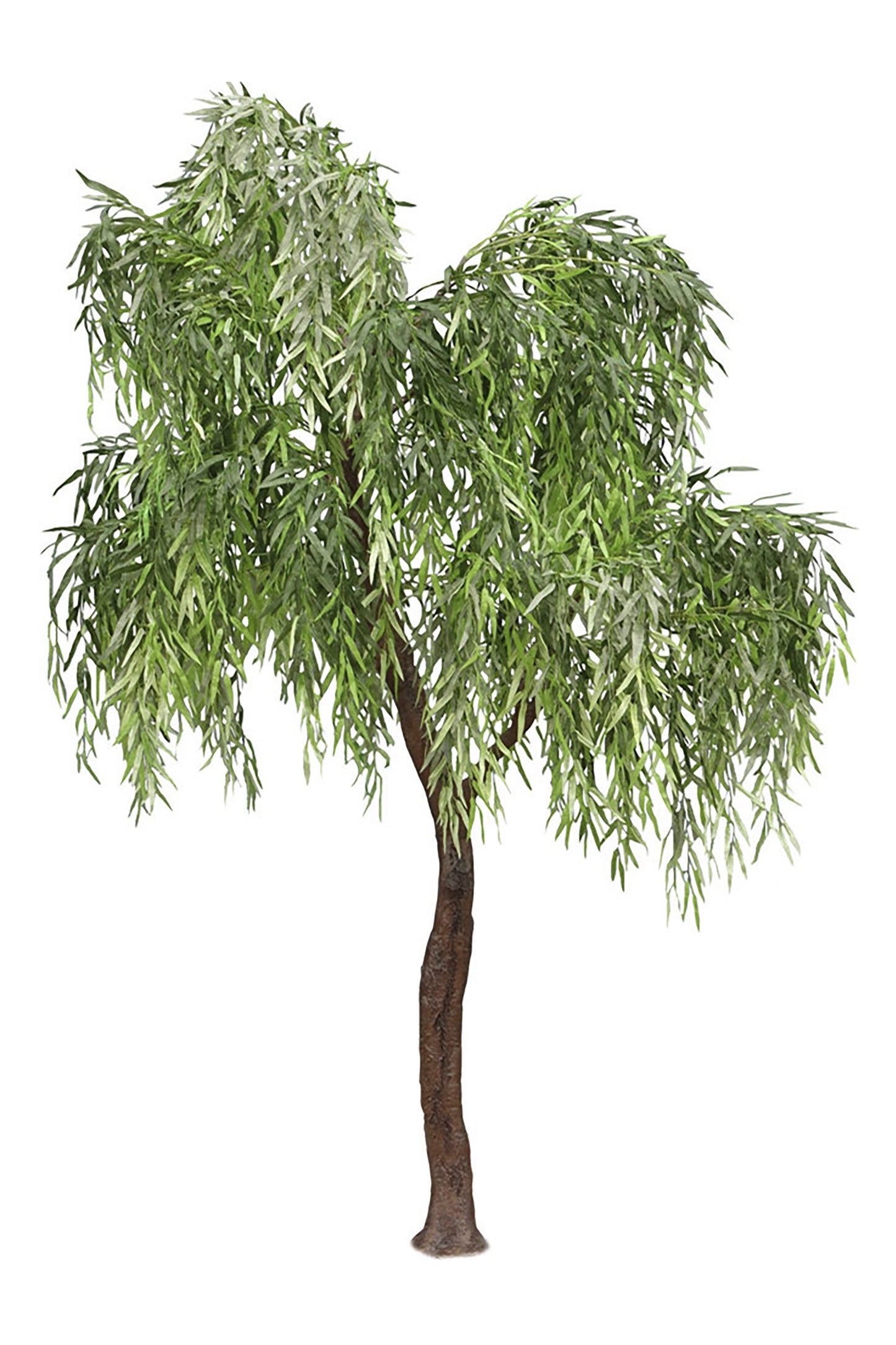 Árbol Sauce – 290 cm