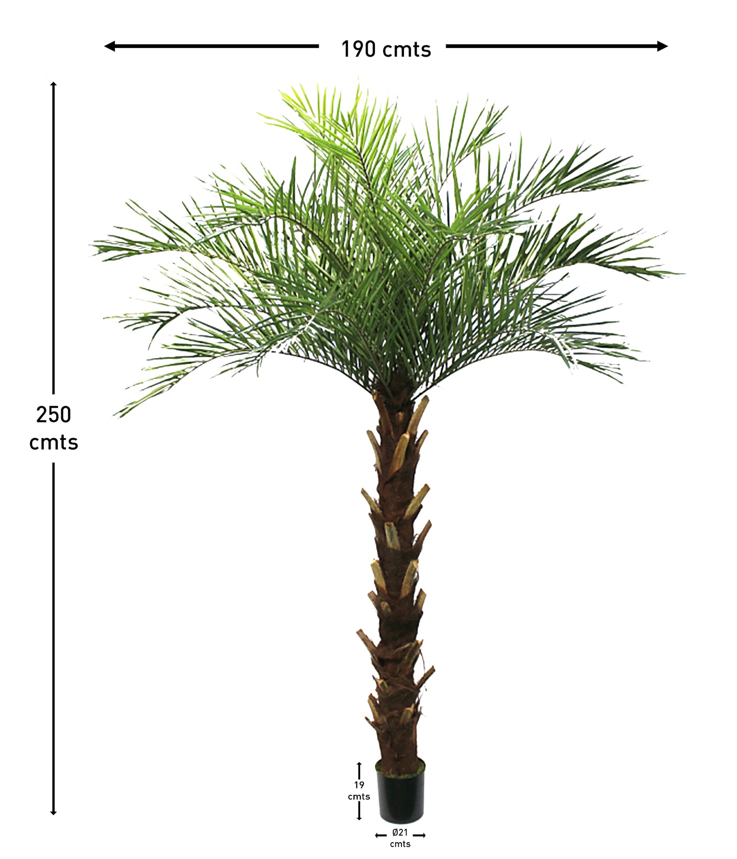 Palmera Phoenix – 250 cm