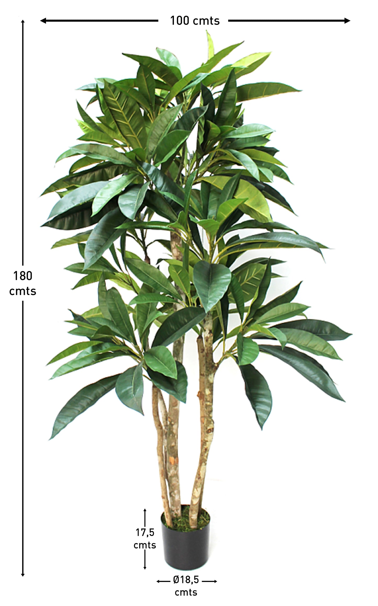 Árbol Plumeria – Tronco Natural – 180 cm