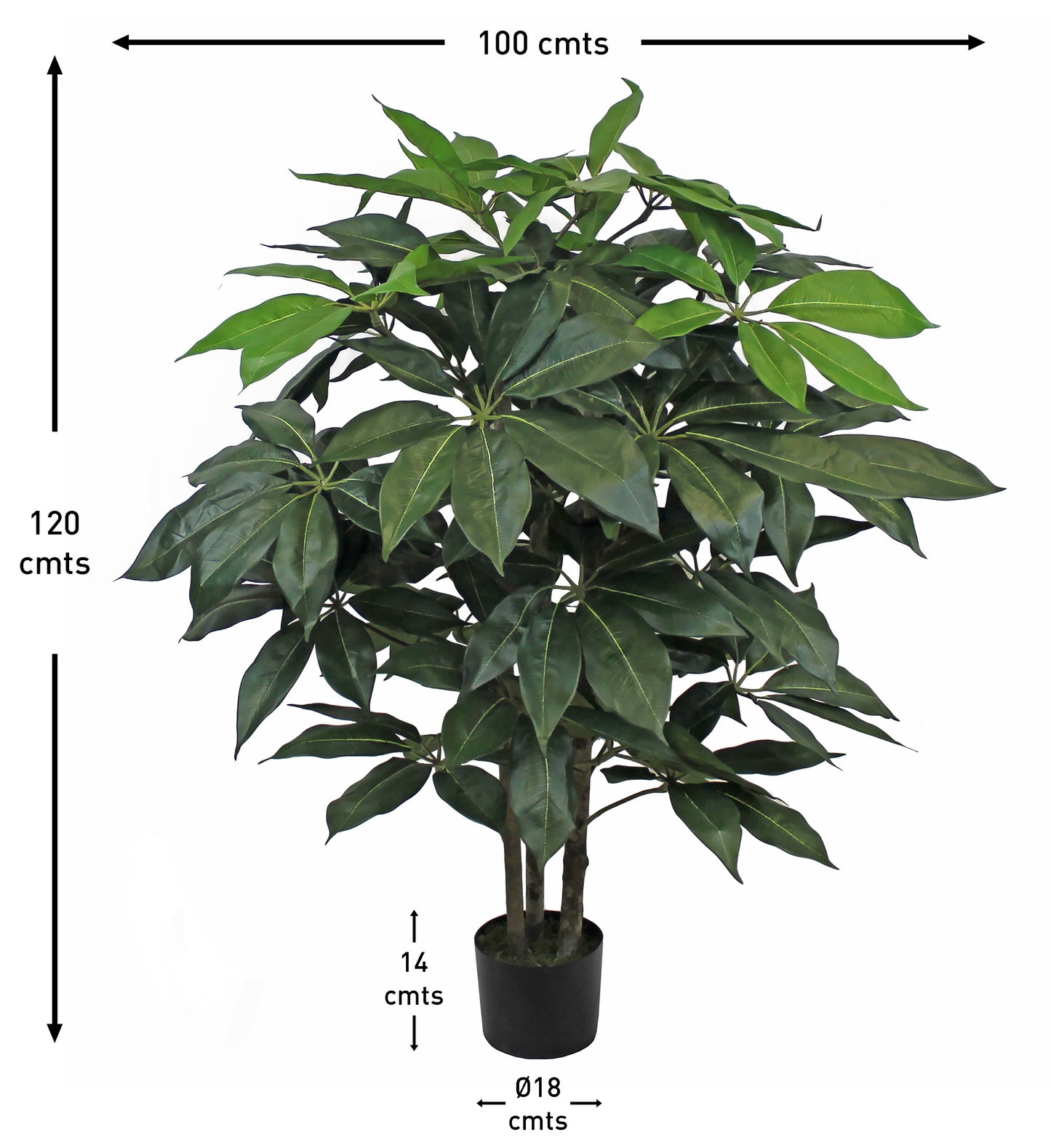 Árbol Chefflera – Tronco Natural – 120 cm
