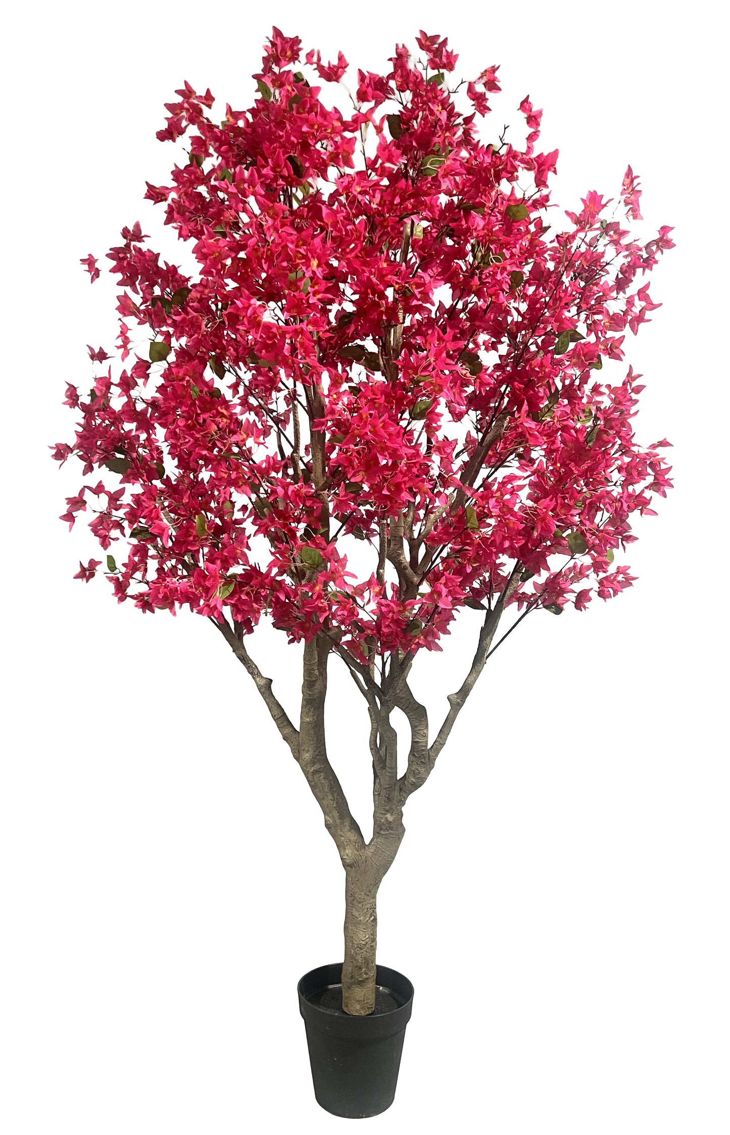 Árbol Bougainvillea – 250 cm