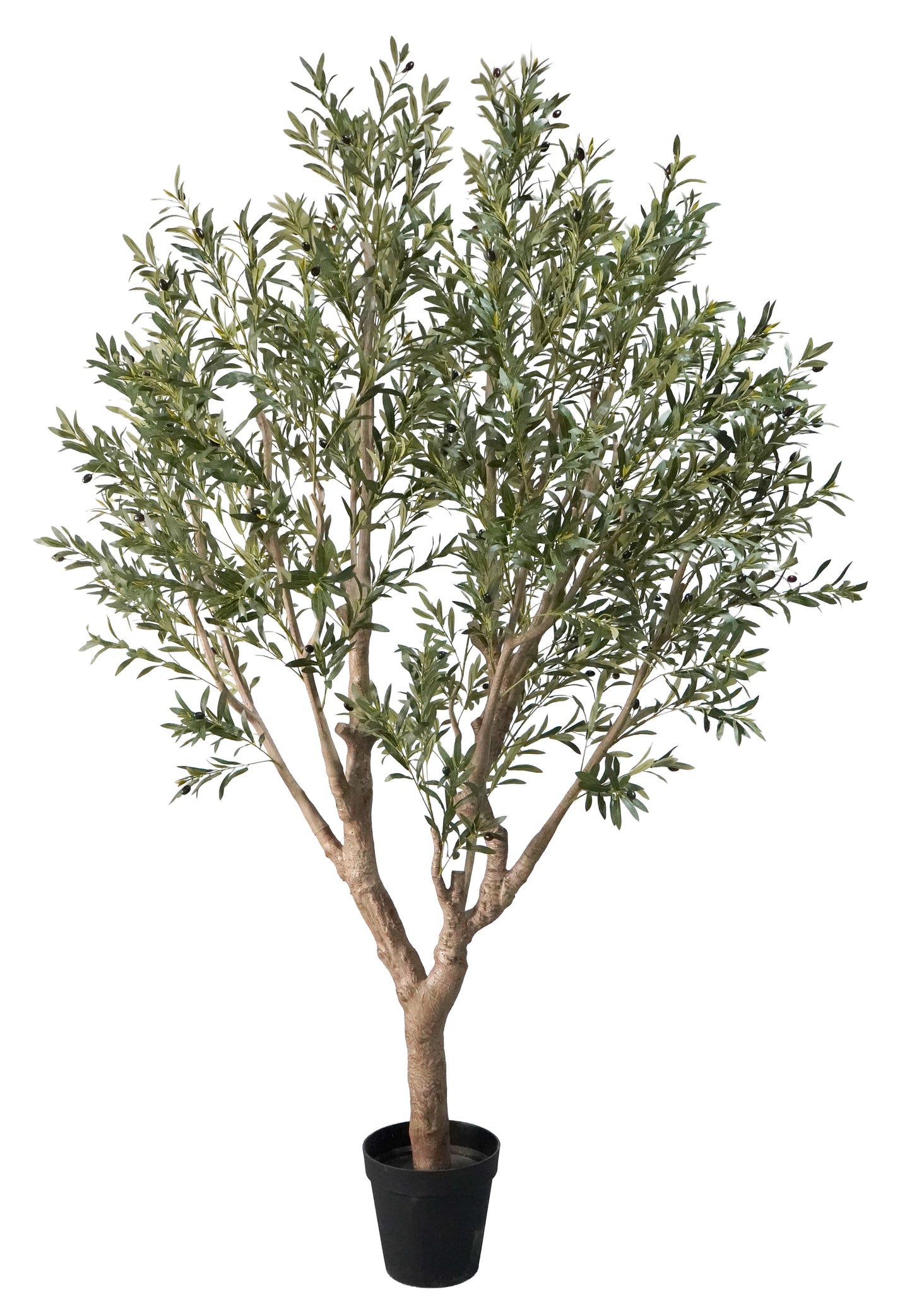 Árbol Olivo – 250 cm