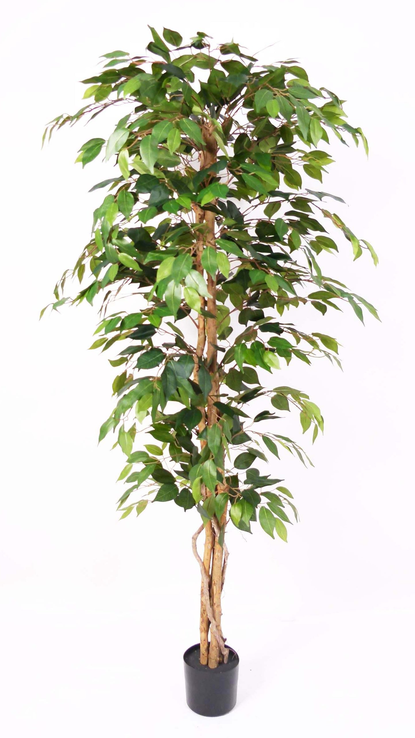 Árbol Ficus – 180 cm