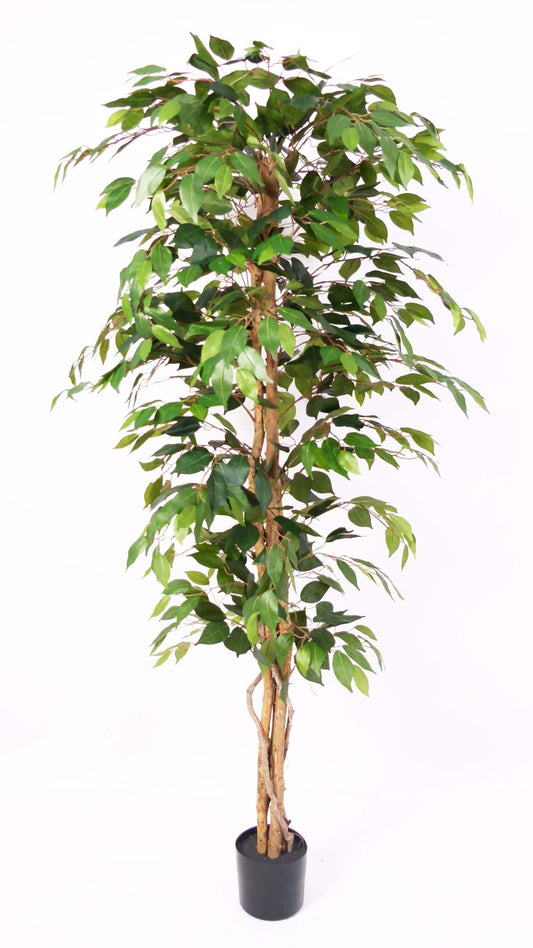 Árbol Ficus – 180 cm