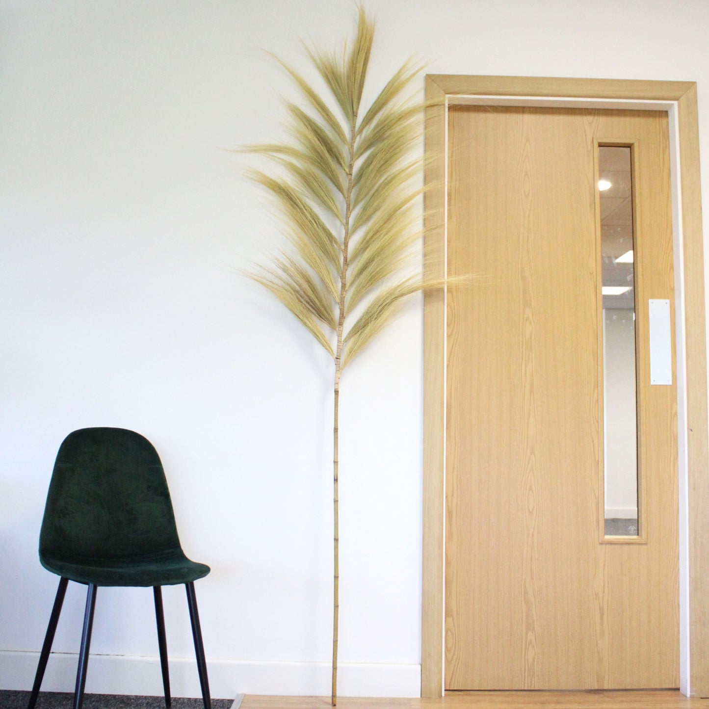 3x Palmera Rubia de Rayung- 2m