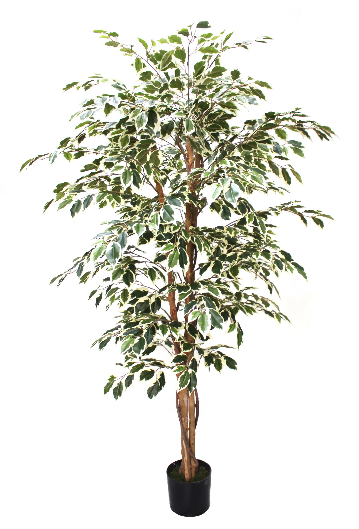 Árbol Ficus Matizado – 180 cm