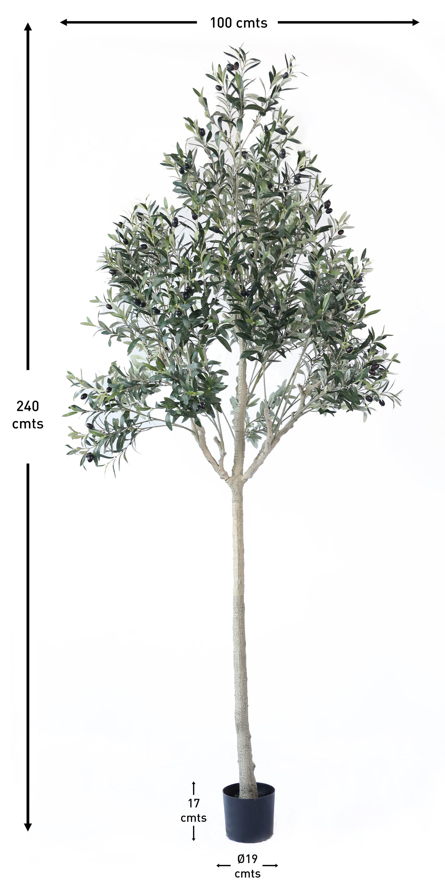 Árbol Olivo – 240 cm