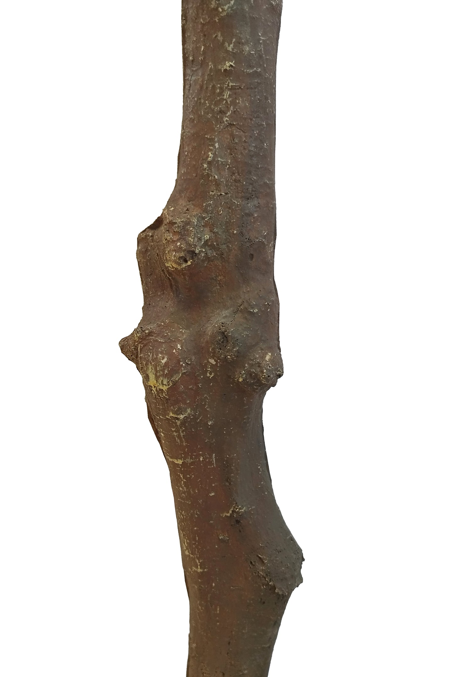 Árbol Almendro Rosa – 200 cm