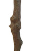 Árbol Almendro Rosa – 200 cm