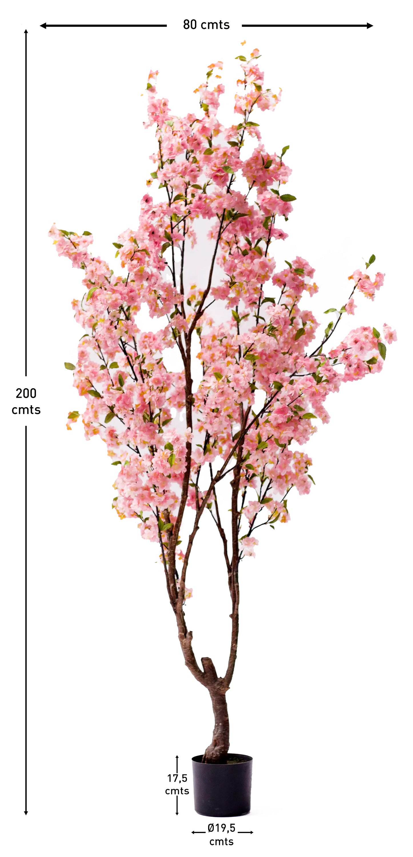 Árbol Almendro Rosa – 200 cm