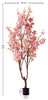 Árbol Almendro Rosa – 200 cm