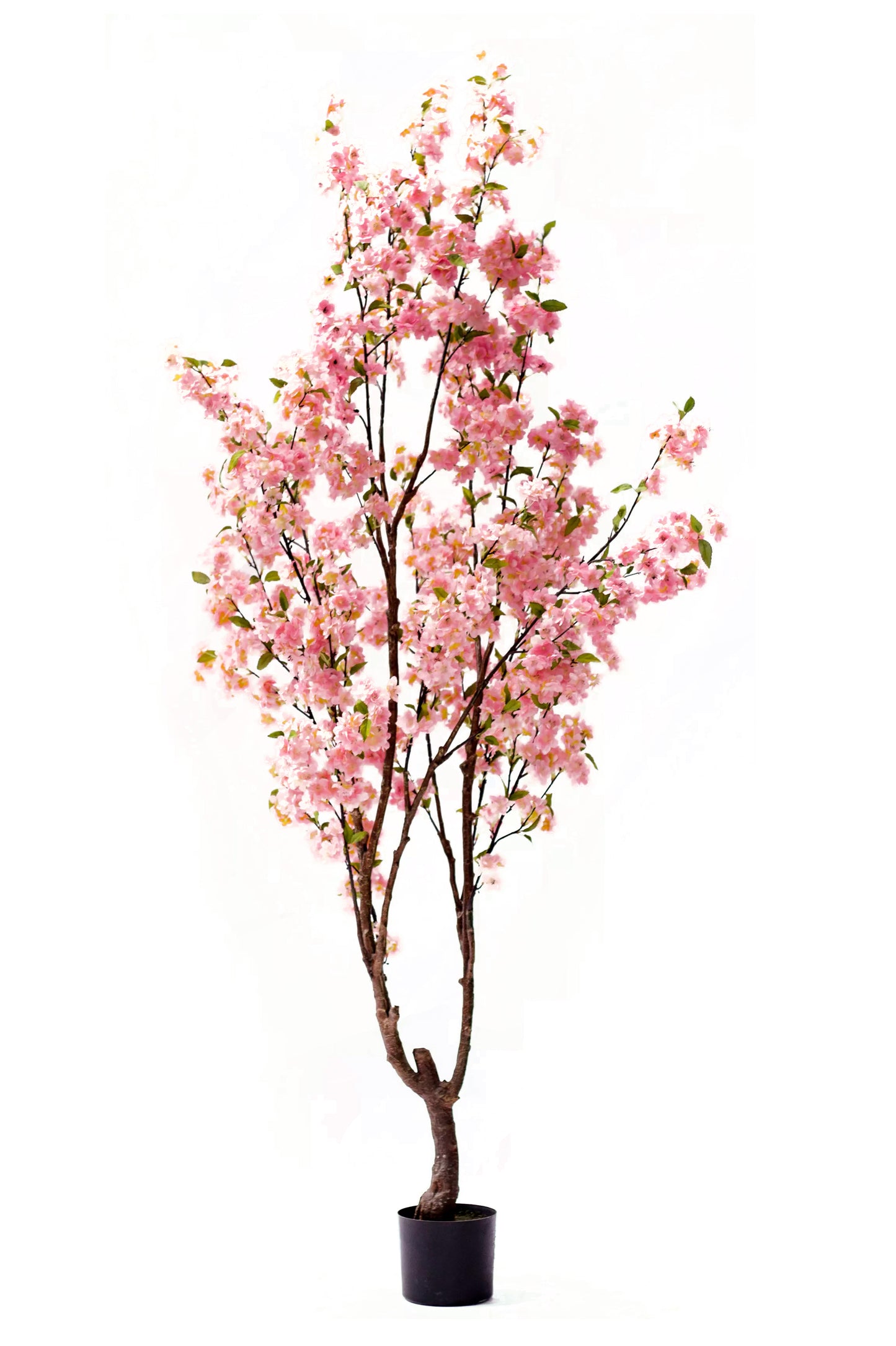 Árbol Almendro Rosa – 200 cm