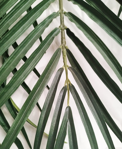 Palmera Phoenix – 250 cm
