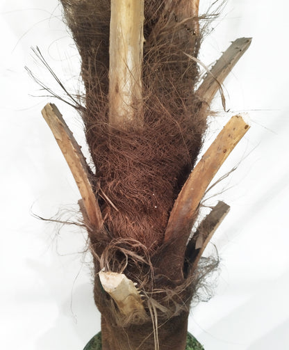 Palmera Phoenix – 250 cm