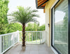 Palmera Phoenix – 250 cm