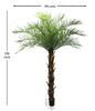 Palmera Phoenix – 250 cm