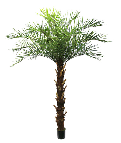 Palmera Phoenix – 250 cm