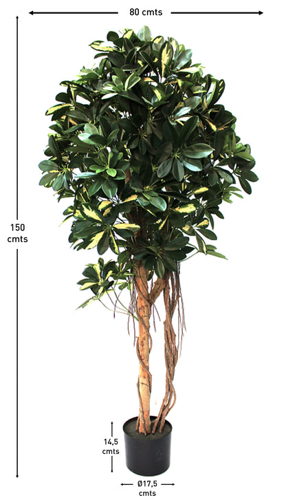 Arbol Chefflera tronco natural 150 cm