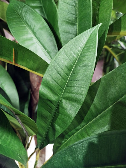 Árbol Plumeria – Tronco Natural – 180 cm