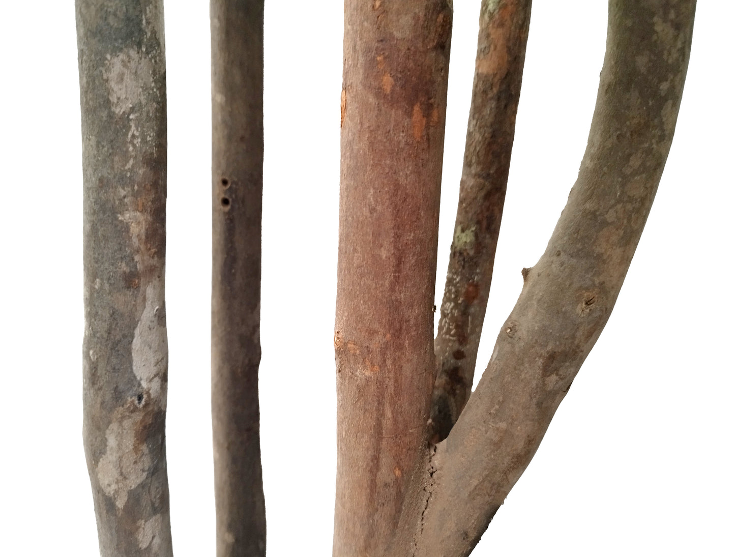 Árbol Plumeria – Tronco Natural – 180 cm