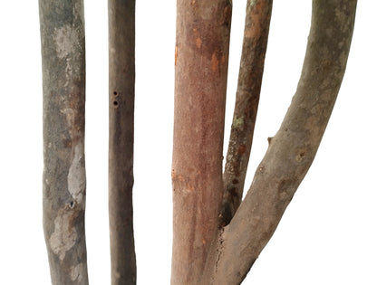 Árbol Plumeria – Tronco Natural – 180 cm