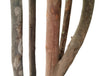 Árbol Plumeria – Tronco Natural – 180 cm
