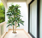 Árbol Plumeria – Tronco Natural – 180 cm