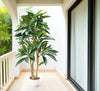 Árbol Plumeria – Tronco Natural – 180 cm