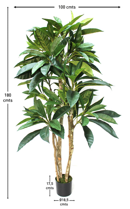 Árbol Plumeria – Tronco Natural – 180 cm