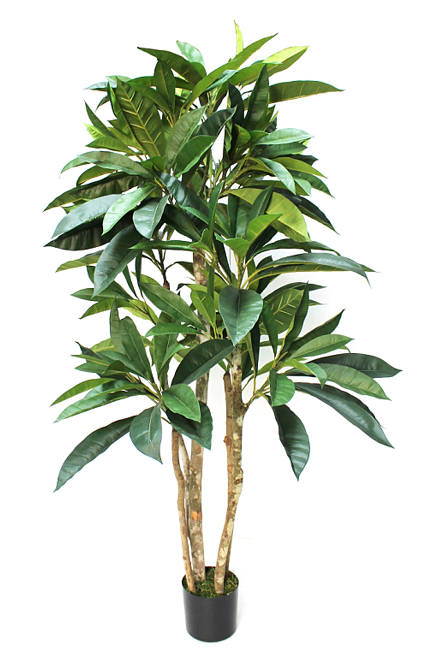 Árbol Plumeria – Tronco Natural – 180 cm