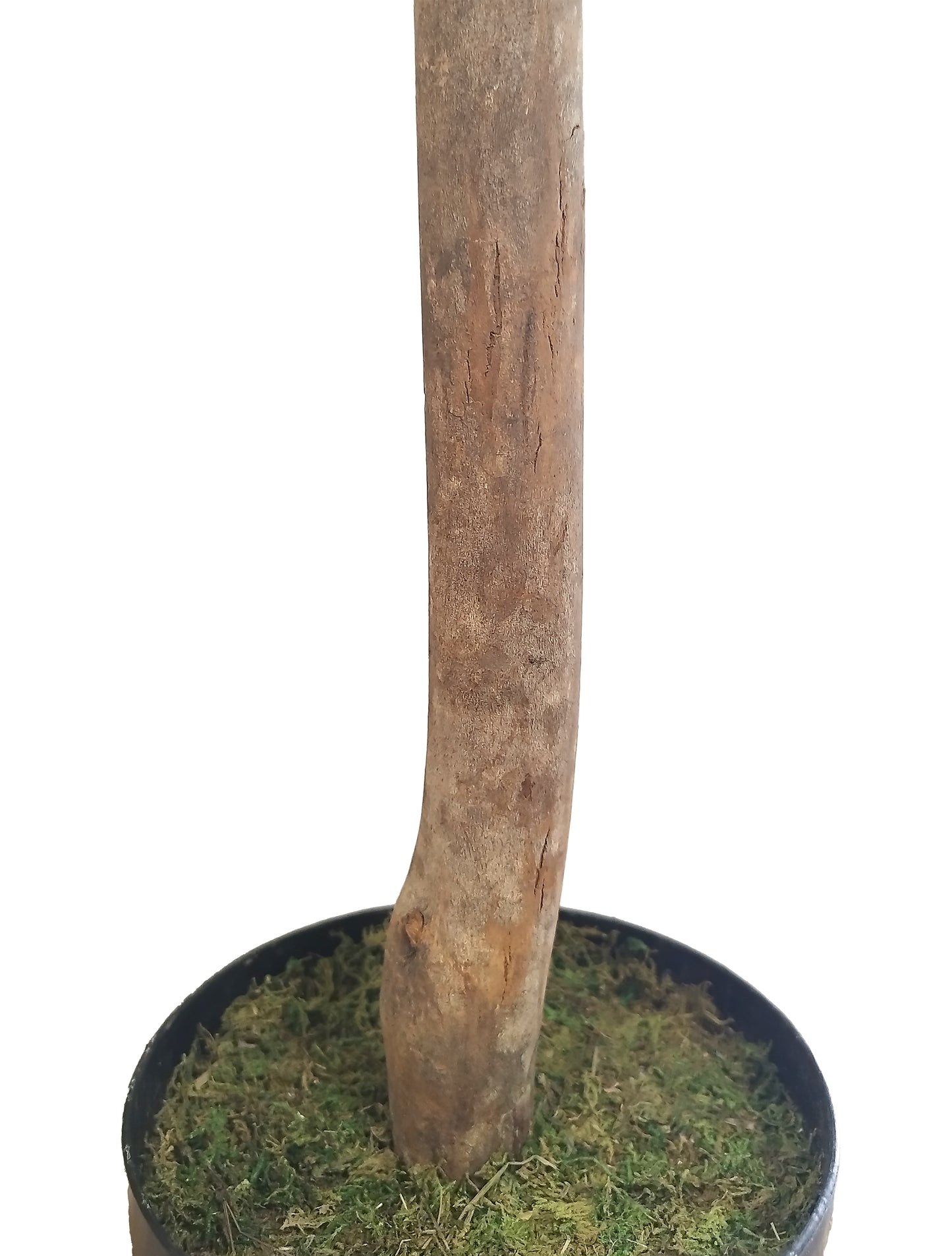 Árbol Olivo – Tronco Natural – 100 cm
