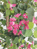 Árbol Bouganvilla – Tronco Natural – 160 cm