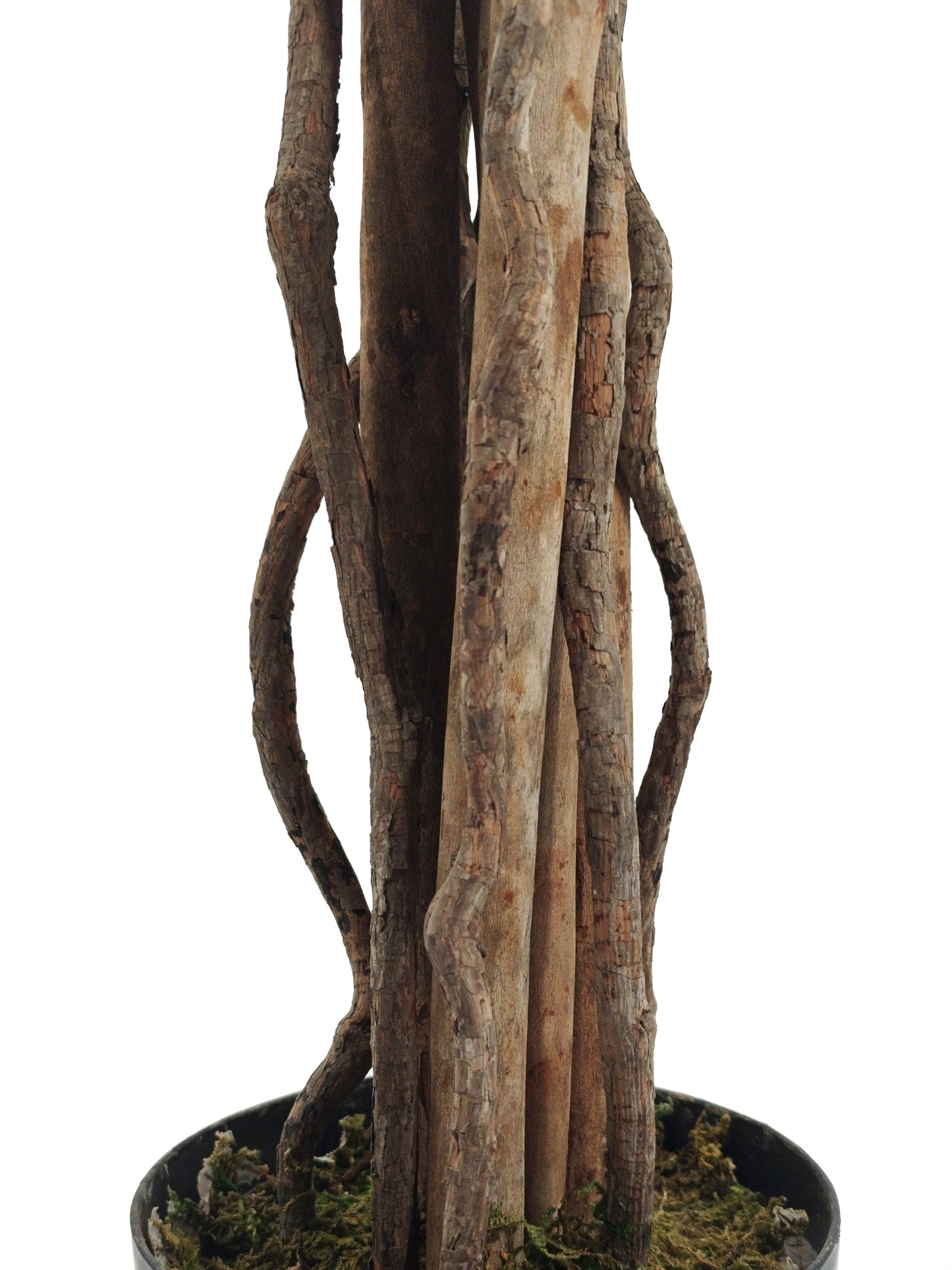 Árbol Bouganvilla – Tronco Natural – 160 cm