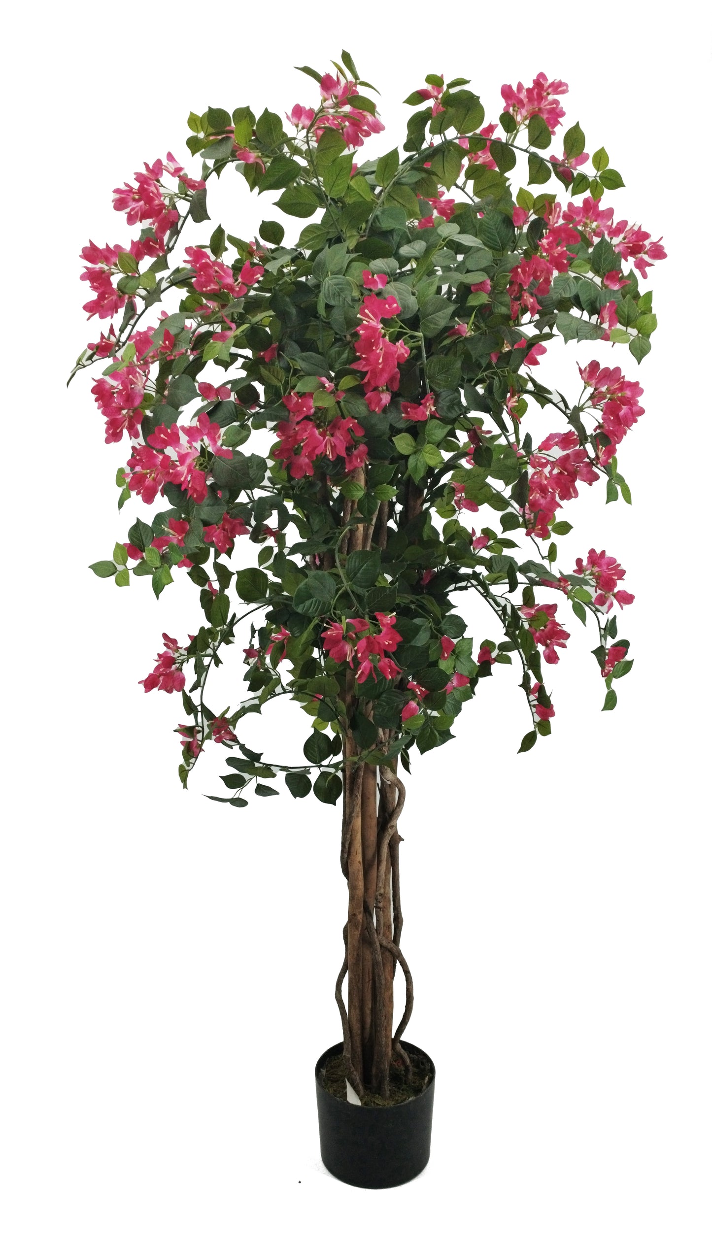 Árbol Bouganvilla – Tronco Natural – 160 cm