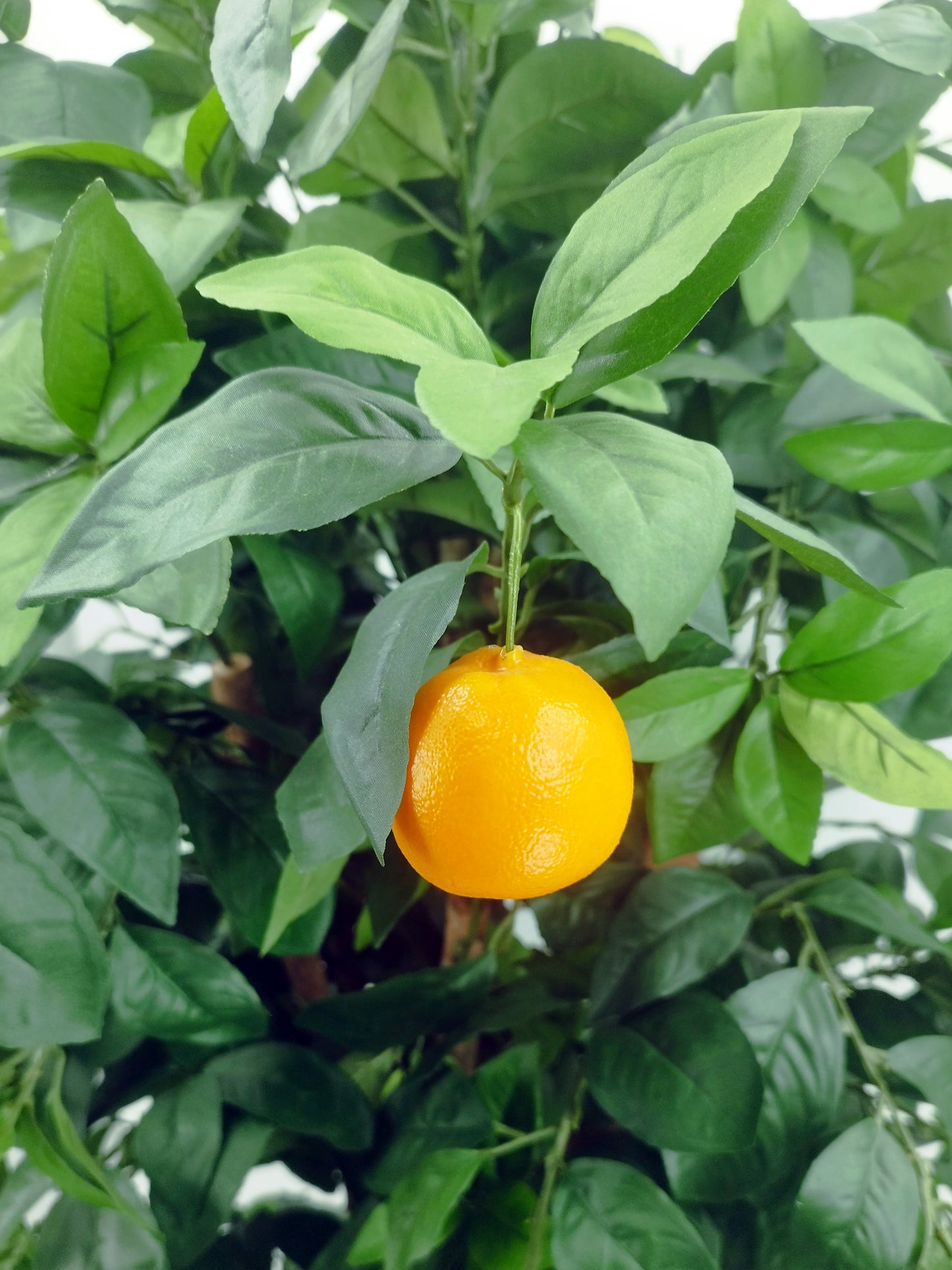 Árbol Naranjo con Tronco Natural – 170 cm