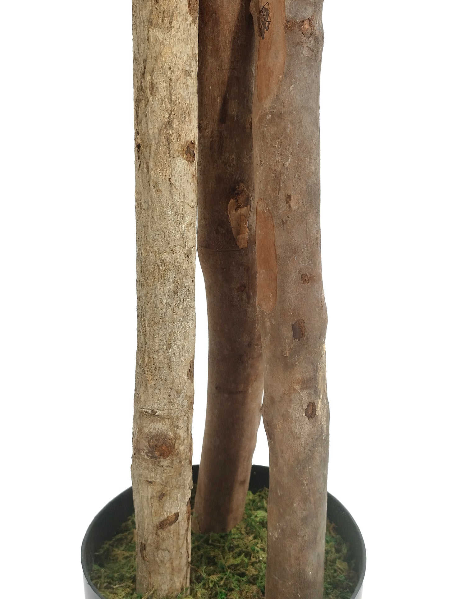Árbol Naranjo con Tronco Natural – 170 cm