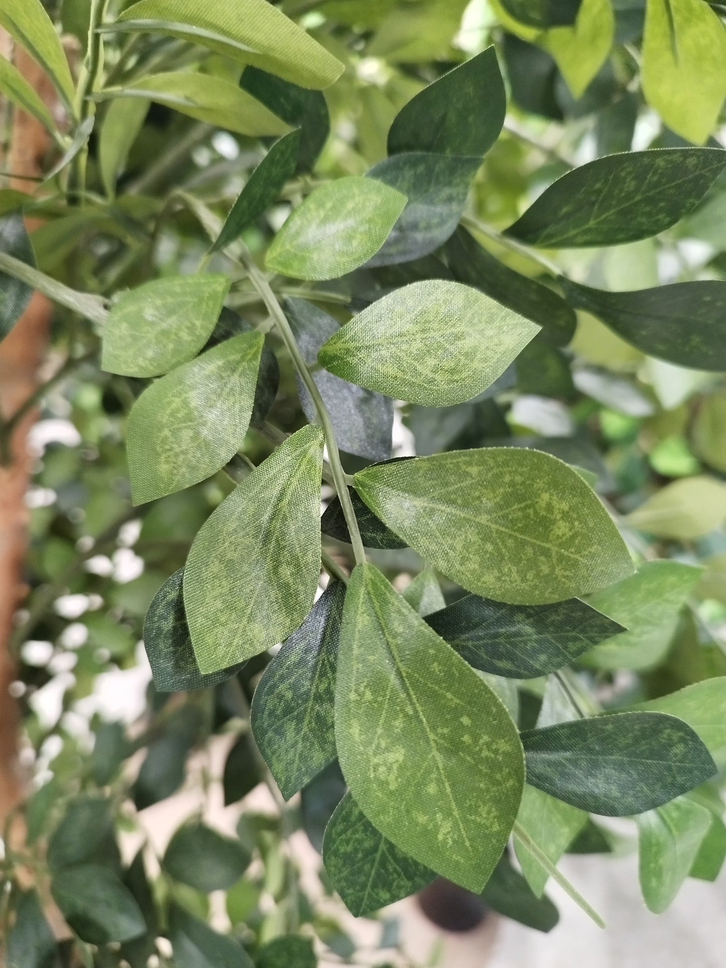 Árbol Acacia – Tronco Natural – 180 cm