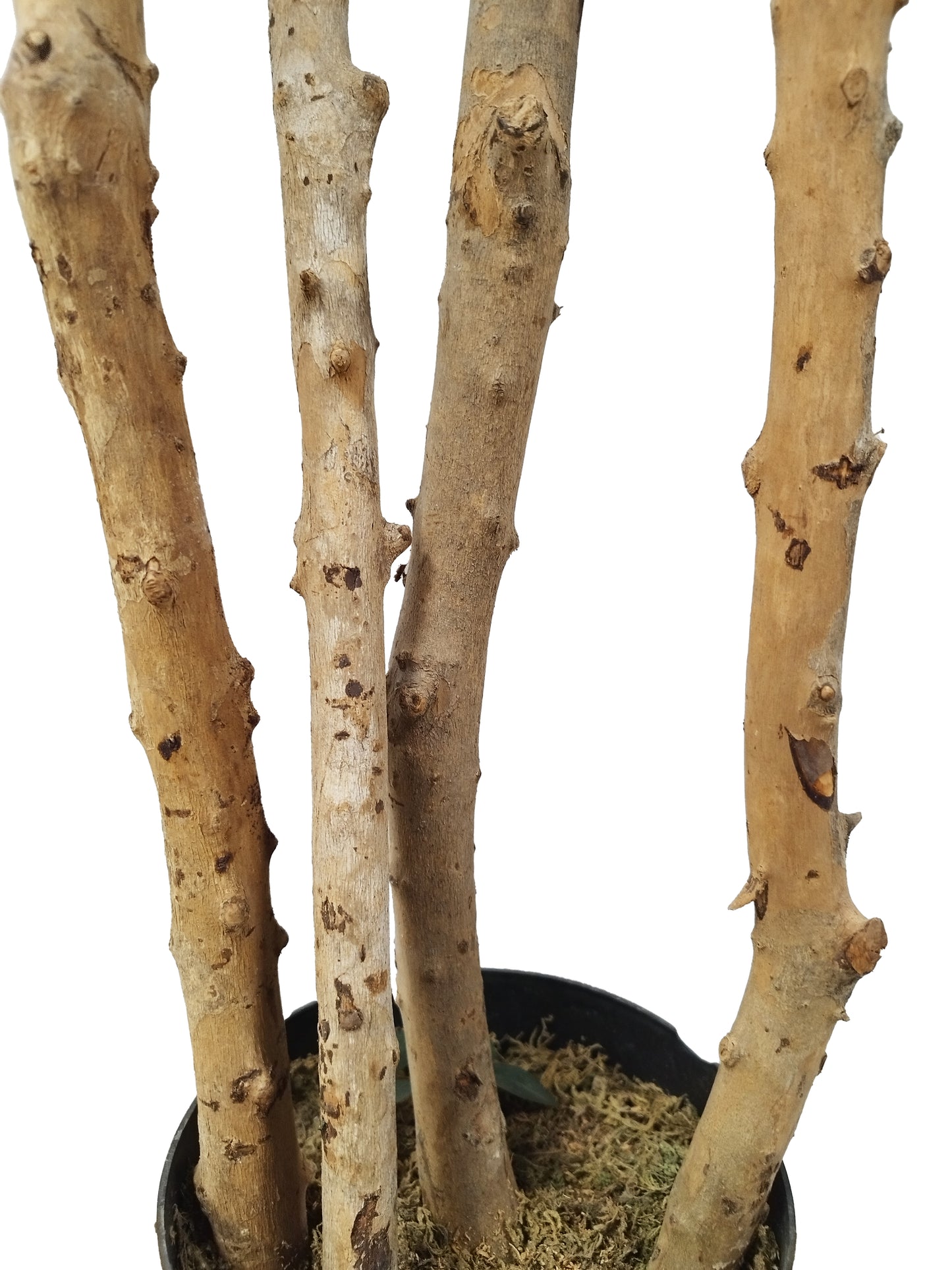 Árbol Acacia – Tronco Natural – 180 cm