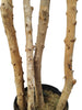 Árbol Acacia – Tronco Natural – 180 cm