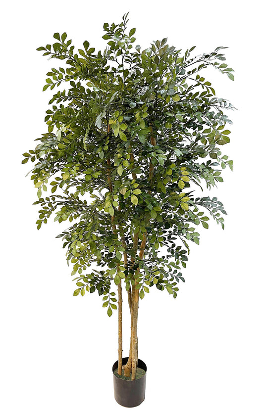 Árbol Acacia – Tronco Natural – 180 cm
