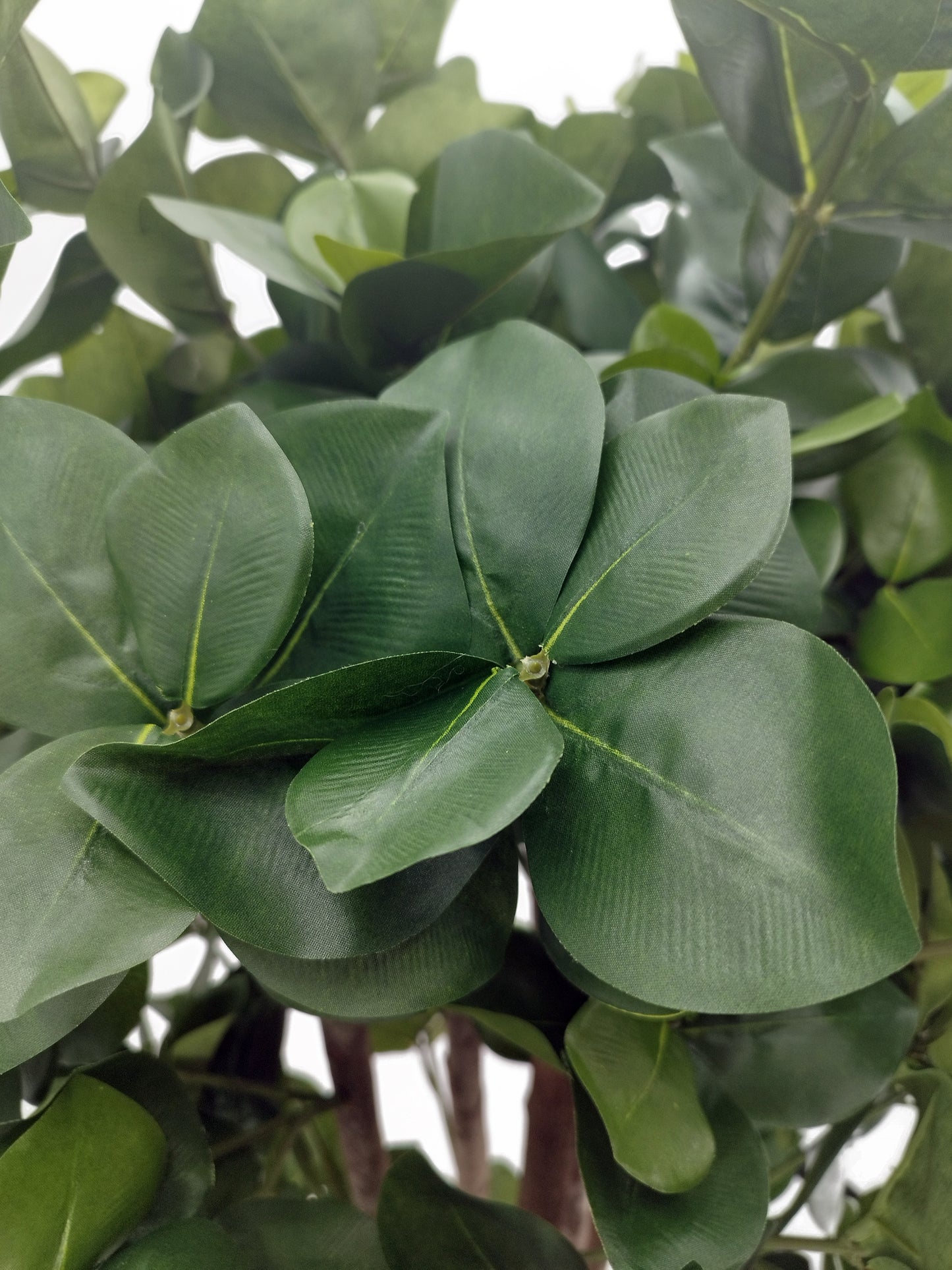 Árbol Clusia con Tronco Natural – 150 cm