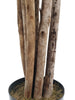 Árbol Clusia con Tronco Natural – 150 cm