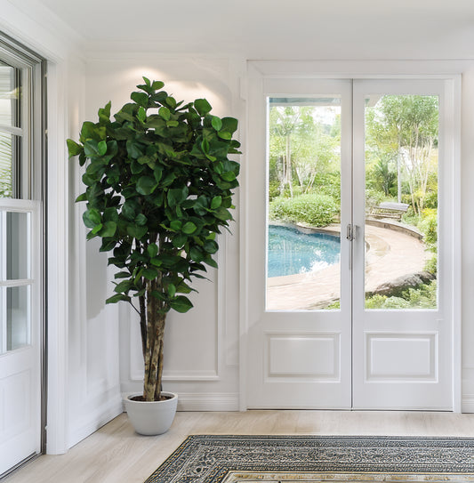 Árbol Clusia con Tronco Natural – 150 cm