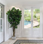 Árbol Clusia con Tronco Natural – 150 cm