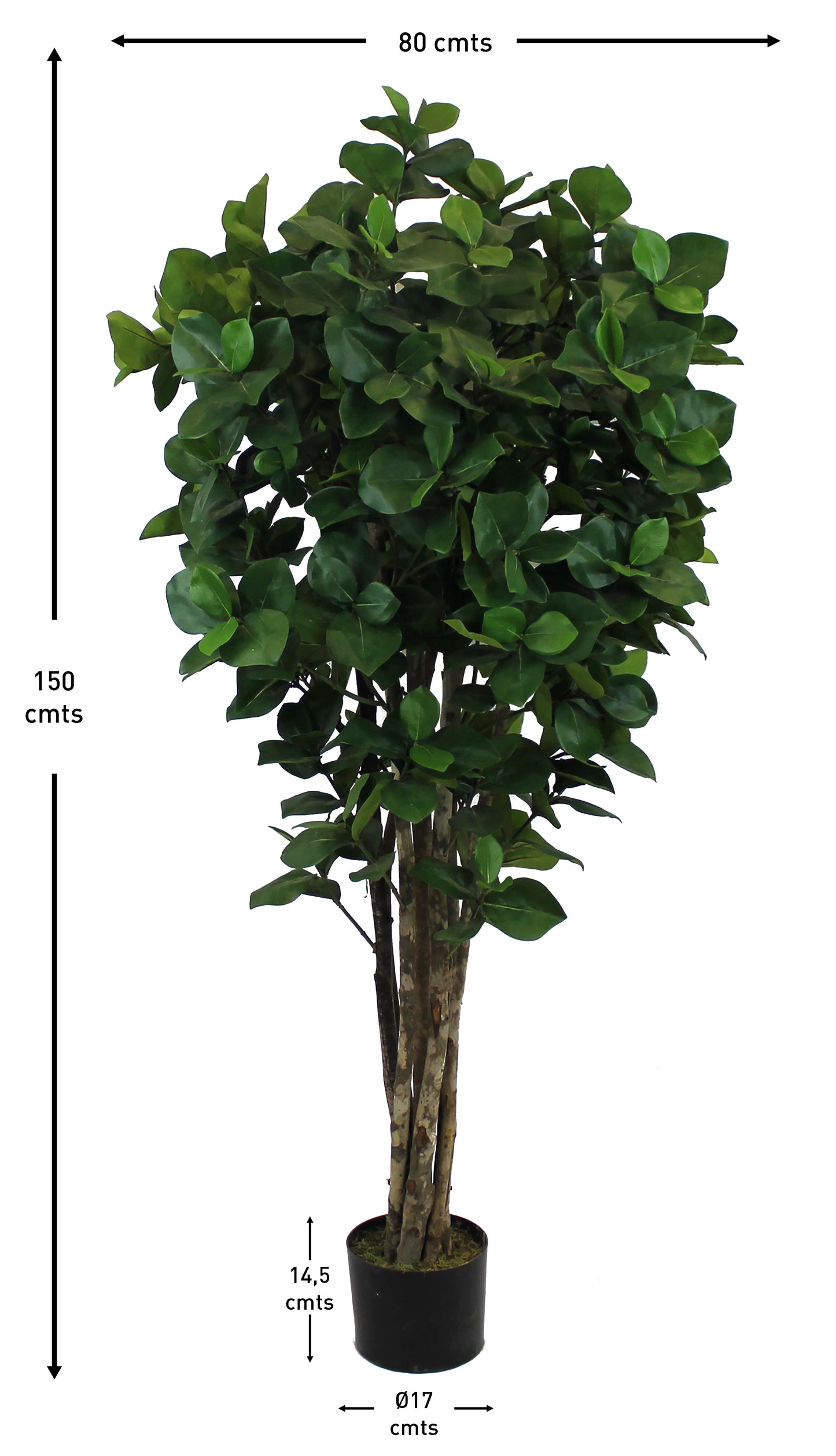 Árbol Clusia con Tronco Natural – 150 cm