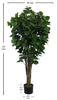 Árbol Clusia con Tronco Natural – 150 cm