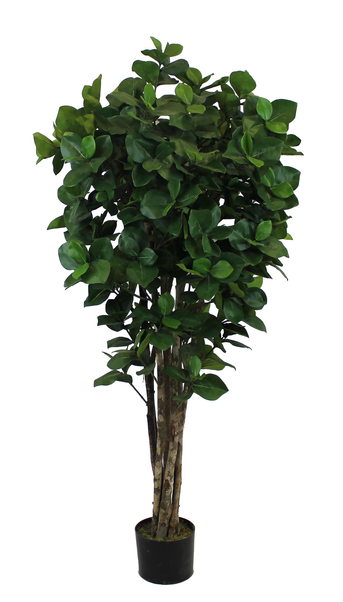 Árbol Clusia con Tronco Natural – 150 cm
