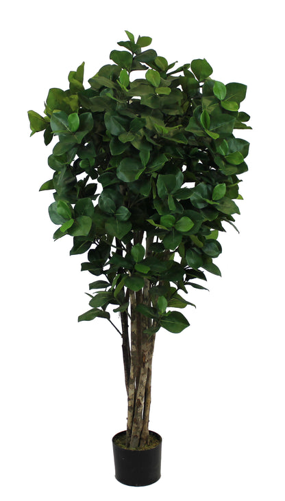 Árbol Clusia con Tronco Natural – 150 cm