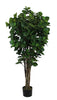 Árbol Clusia con Tronco Natural – 150 cm