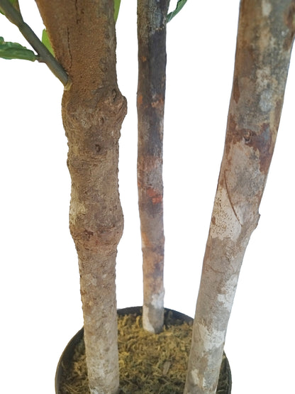 Árbol Níspero Japonés con Tronco Natural – 170 cm